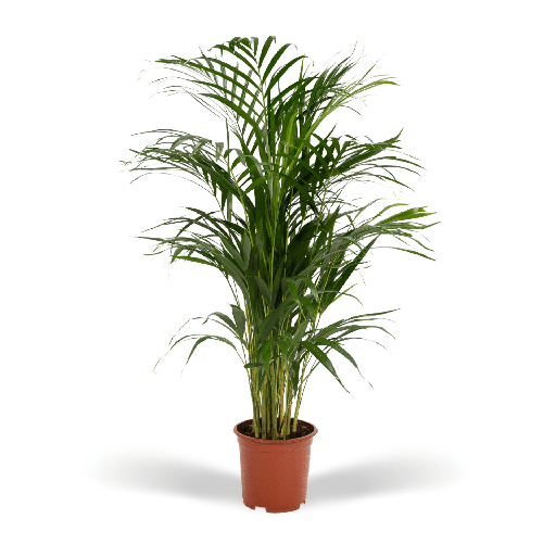 "Goldfruchtpalme (Dypsis lutescens) – pflegeleichte Zimmerpflanze, Topf-Ø 17 cm, Höhe ca. 70 cm image"