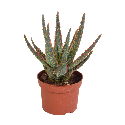 "Zebra-Aloe 'Zebrina' (Aloe zebrina) – pflegeleichte Zimmerpflanze, Höhe ca. 10,5 cm image"