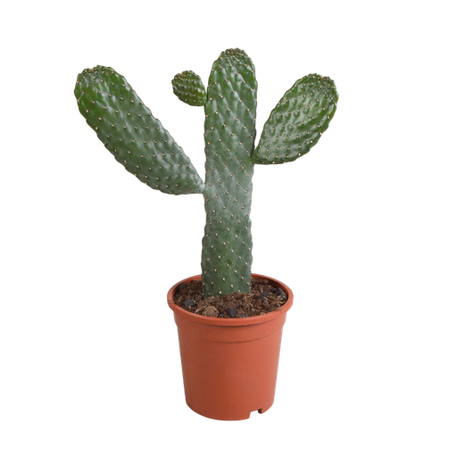 "Opuntia consulae - 17cm - ohne Topf image"