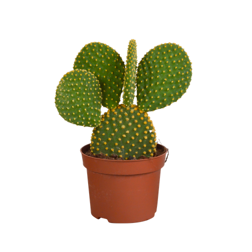 "Goldopuntie (Opuntia microdasys) – pflegeleichte Zimmerpflanze, Höhe ca. 12 cm image"