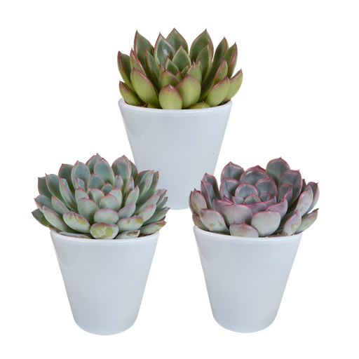 "Echeverie (Echeveria-mischung 8,5) – pflegeleichte Zimmerpflanze, Höhe ca. 8,5 cm image"