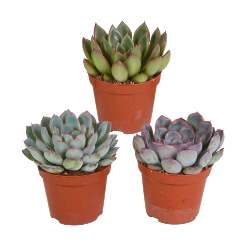 "Echeverie (Echeveria-mischung 8,5) – pflegeleichte Zimmerpflanze, Höhe ca. 8,5 cm image"