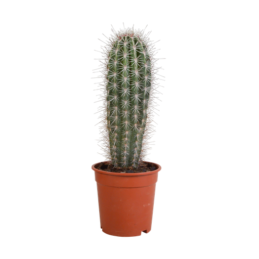 "Pachycereus pringlei - 17cm - ohne Topf image"