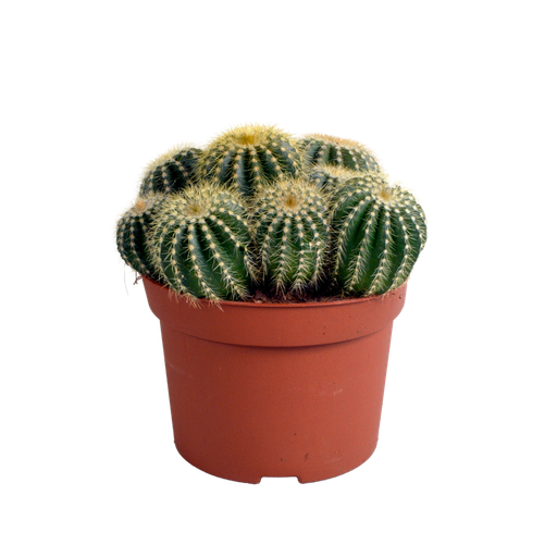 "Warasa-Kaktus (Eriocactus warasii) – pflegeleichte Zimmerpflanze, Höhe ca. 12 cm image"