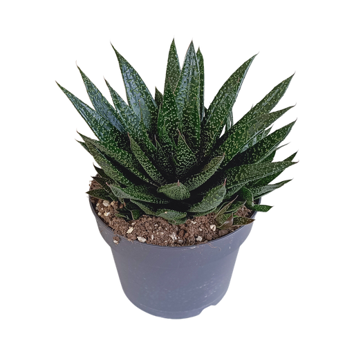 "Gasterie (Gasteria bicolor) – pflegeleichte Zimmerpflanze, Höhe ca. 17 cm image"