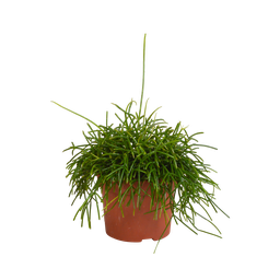 Rhipsalis baccifera Oase 12cm