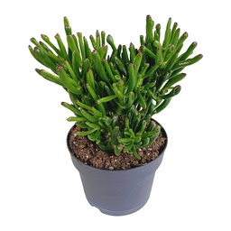 Geldbaum 'Gollum' (Crassula ovata) – pflegeleichte Zimmerpflanze, Topf-Ø 17 cm