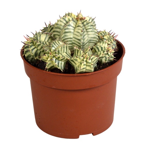 "Euphorbia meloformis variegata - Ton - 10,5cm - 1x image"