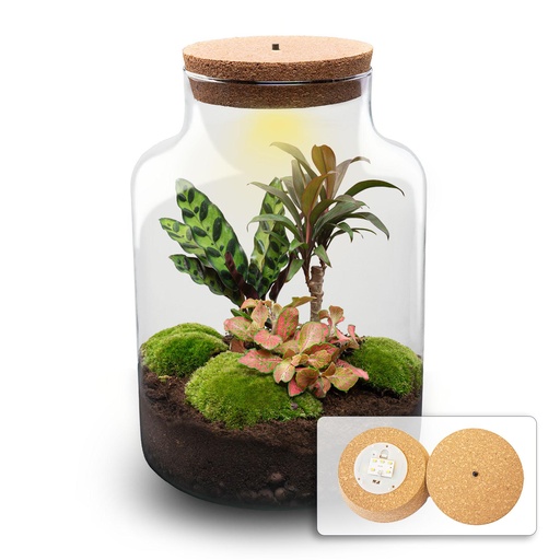 "DIY Pflanzen-Terrarium mit Licht - Milky Palm - Ø 21 cm ↑ 30 cm image"