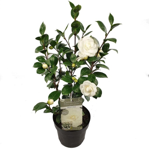 "Japanische Kamelie 'Nuccio' (Camellia japonica) – winterharter Zierstrauch, Topf-Ø 19 cm, Höhe ca. 65 cm image"