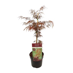 Fächerahorn 'Garnet' (Acer palmatum) – winterharter Zierbaum, Topf-Ø 19 cm, Höhe
