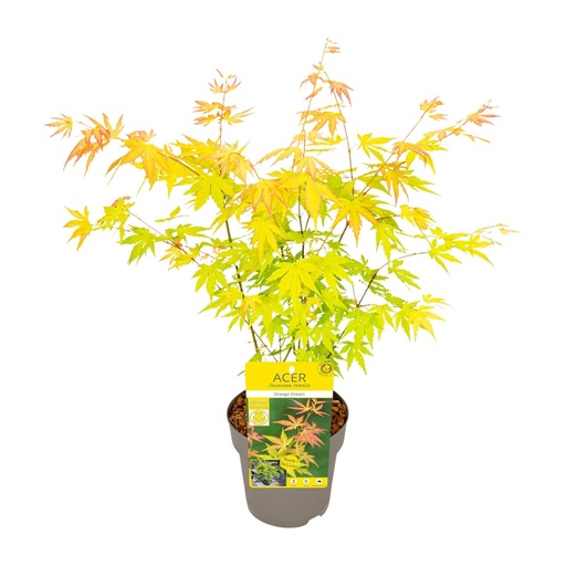 "Fächerahorn (Acer palmatum) – winterharter Kleinbaum, Topf-Ø 15 cm, Höhe ca. 30 cm image"