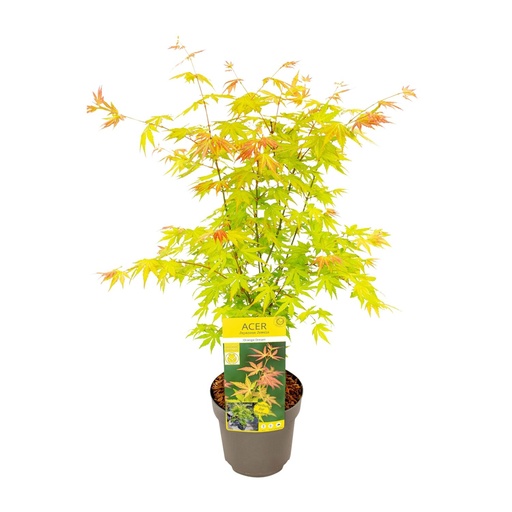 "Fächerahorn (Acer palmatum) – winterharter Zierstrauch, Topf-Ø 19 cm, Höhe ca. 50 cm image"