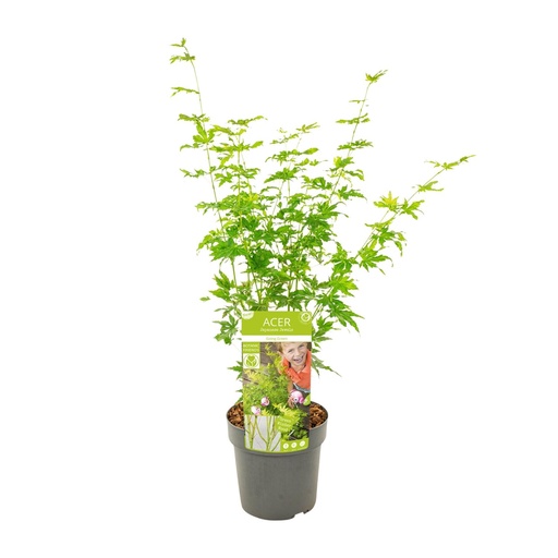 "Acer palmatum Going Green - Ø19cm - ↕50cm image"