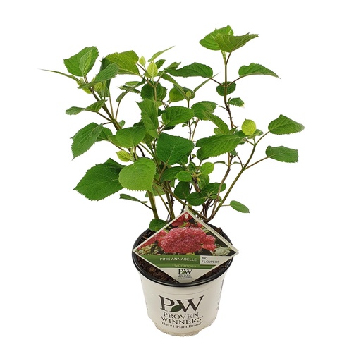 "Hydrangea arbo. 'Pink Annabelle' - Ø19cm - ↕30cm image"