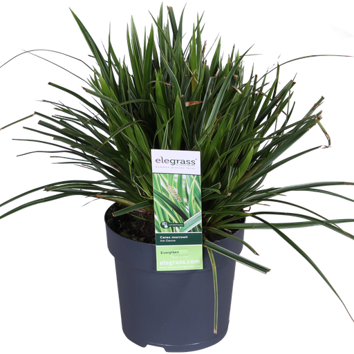 "Carex morrowii 'Ice Dance' - Ø14cm - ↕30cm image"