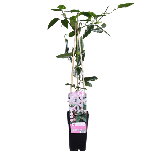 "Clematis armandii Apple Blossom - ImmergrÃ¼ne Clematis Hellrosa - Ø15cm - ↕65cm image"