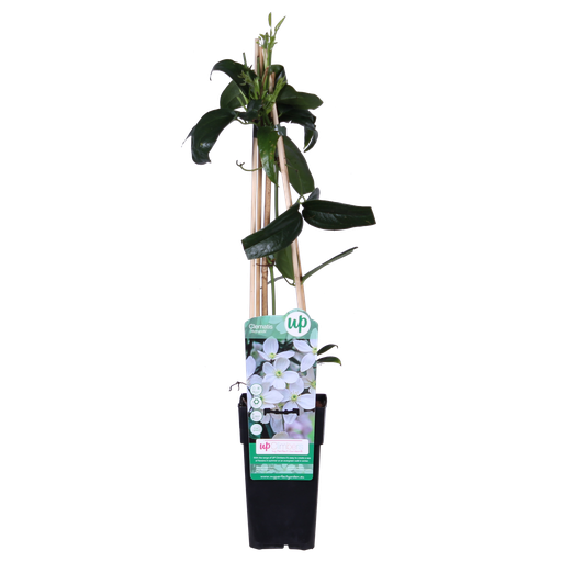 "Immergrüne Waldrebe (Clematis armandii) – winterharte Kletterpflanze, Topf-Ø 15 cm, Höhe ca. 65 cm image"
