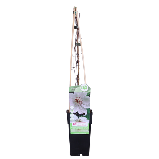 "Clematis Miss Bateman - Clematis Wit - Ø15cm - ↕65cm image"