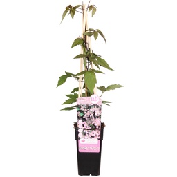 Berg-Waldrebe 'Duftender Frühling' (Clematis montana) – winterharte Kletterpflan
