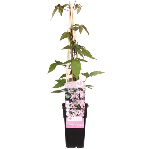 "Clematis Montana 'Fragrant Spring' - ↨65cm - Ø15 image"