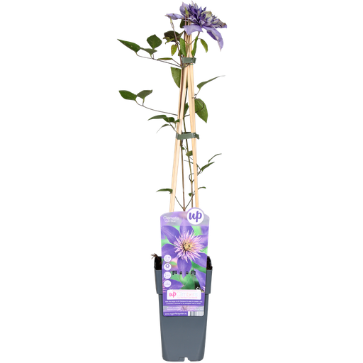 "Clematis Multi Blue - Clematis Blauw - Ø15cm - ↕65cm image"