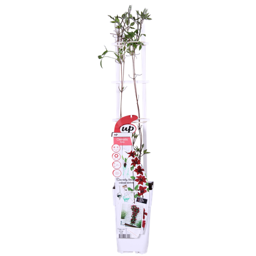 "Clematis Nubia - Clematis Evison Rot - Ø15cm - ↕65cm - Ø15 - ↨65cm image"