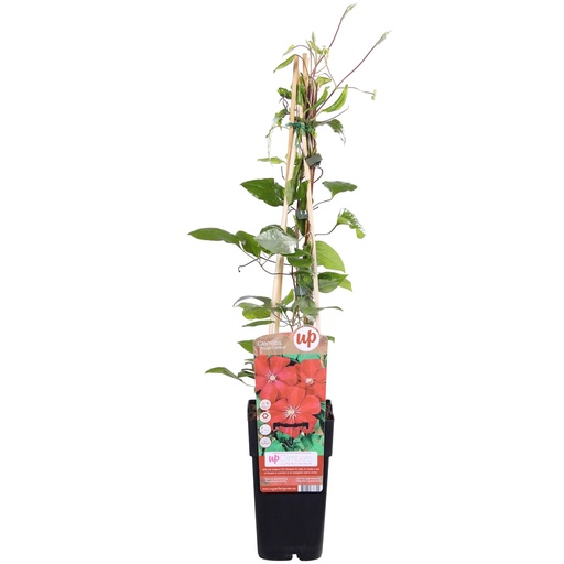 "Clematis Hagley Hybrid - Clematis Rood - Ø15cm - ↕65cm image"