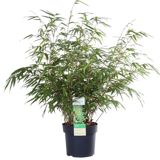 "Fargesia rufa - Ø29cm - ↕80cm - Ø19 - ↨50-60cm image"