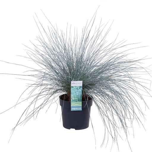 "Festuca glauca Azura Blue - Ø14 - ↨30cm image"