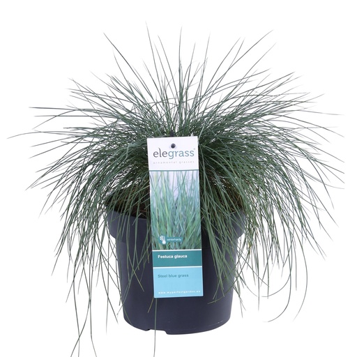 "Festuca glauca Azura Blau - Ø19 - ↨40cm image"