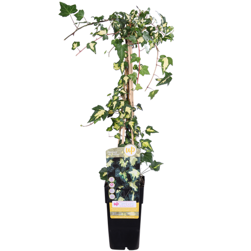 "Hedera helix 'Goldheart' - Ø15cm - ↕65cm image"