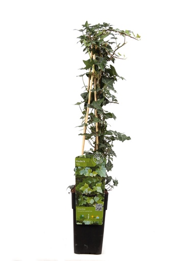 "Hedera helix - Ø15cm - ↕65cm image"