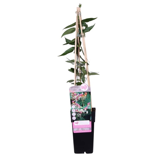 "Lonicera henryi - Ø15cm - ↕65cm image"