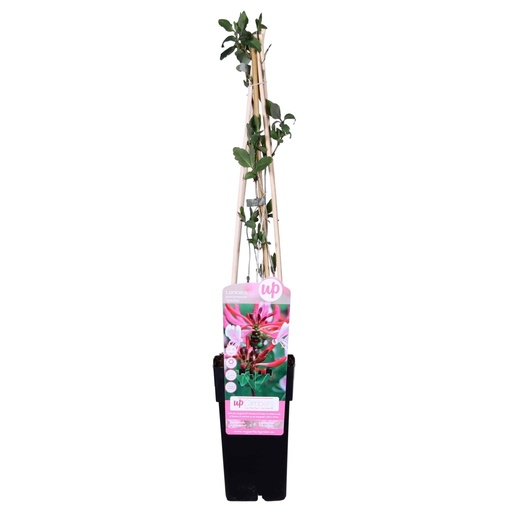 "Lonicera periclymenum 'Serotina' - Ø15cm - ↕65cm image"