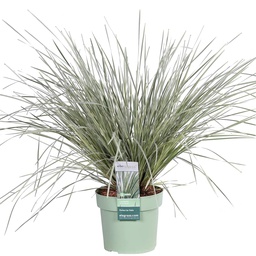 Australian grass lily 'White Sands' (Lomandra longifolia) – hardy ornamental gras