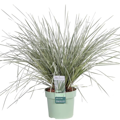 "Lomandra longifolia 'White Sands' - Ø19cm - ↕40cm image"