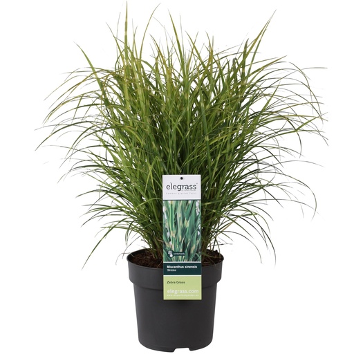 "Miscanthus sinensis Strictus - Ø23cm - ↕60cm - Ø23 - ↨60cm image"