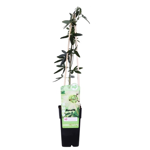 "Passiflora weiß caerulea 'Constance Elliot' - Ø15cm - ↕65cm image"