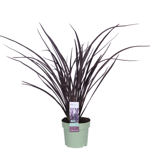 "Phormium 'Rubra Nana' - Ø14cm - ↕50cm image"