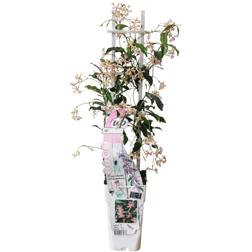 "Trachelospermum 'Star of Ibiza' - Toskanischer Jasmin Rosa - Ø15cm - ↕65cm image"