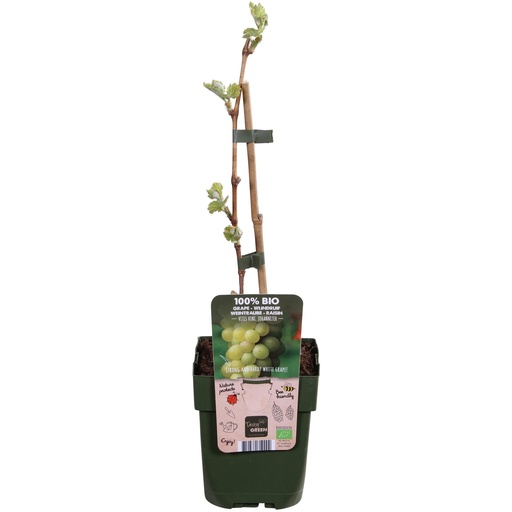 "Vitis vinifera 'Johanniter' - Ø13cm - ↕45cm image"
