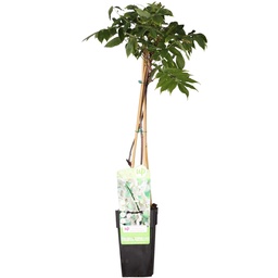 Japanese wisteria 'Longissima Alba' (Wisteria floribunda) – hardy climbing plant