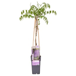 Japanese wisteria 'Naga Noda' (Wisteria floribunda) – hardy climbing plant