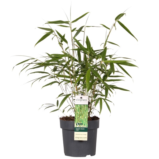 "Fargesia robusta 'Pingwu' - Ø14cm - ↕40cm image"