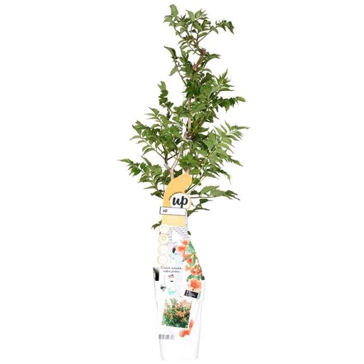 "Campsis Indian Summer - Trompetenblume Orange - Ø15cm - ↕65cm - Ø15 - ↨65cm image"