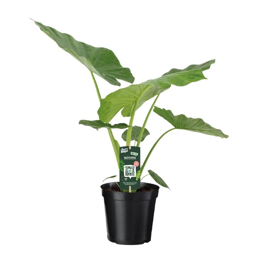 "Alocasia Macrorrhiza - Ø19cm - ↕70cm image"
