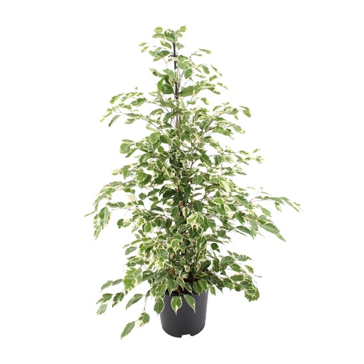 "Ficus benjamina Twilight - Ø21cm - ↕95cm image"