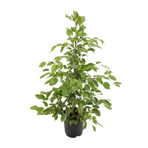 "Ficus benjamina Goldenking - Ø21cm - ↕95cm image"