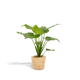 Alocasia Cucullata - Ø19cm - ↕65cm + Basket Selin